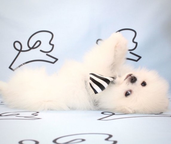 John F.K - Teacup Pomeranian Puppy