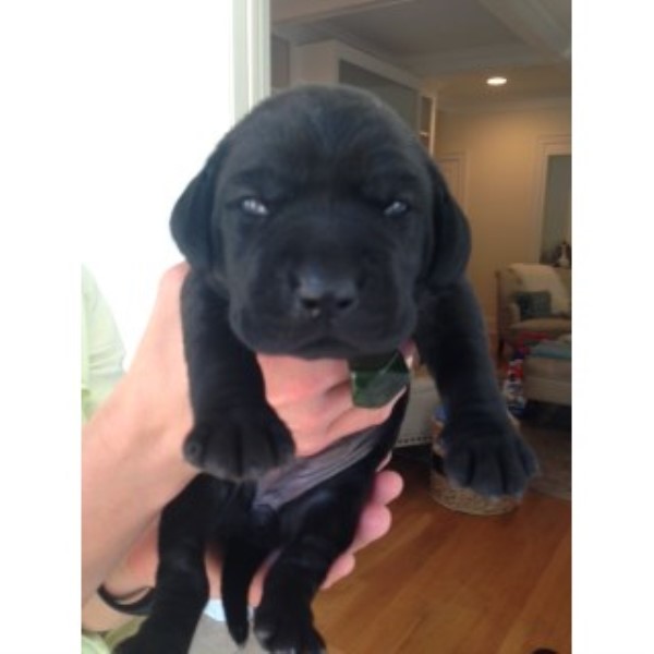 AKC Lab Puppies Available