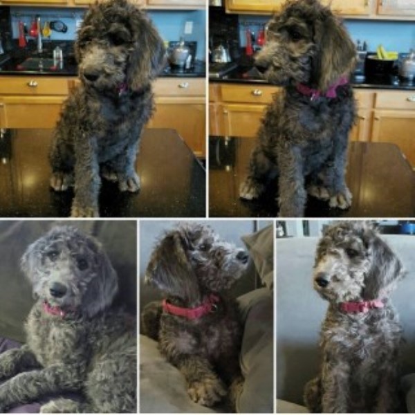 Teddy Bear Schnoodle Puppies (f1)