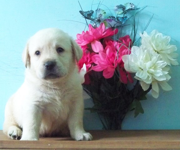 Labrador Retriever puppy for sale + 49398