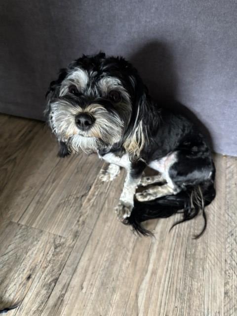 Shih Tzu puppy for sale + 67057