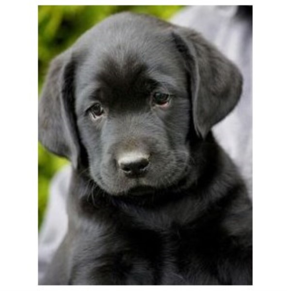 Labrador Retriever puppy for sale + 46595