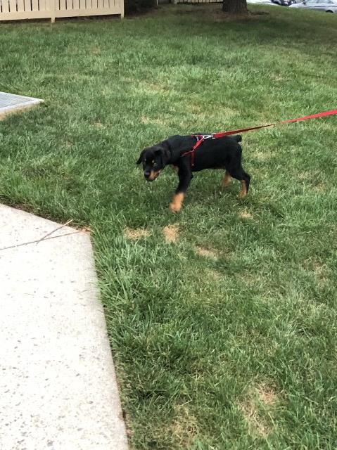 German Rottweiler