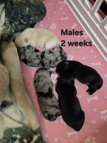 Chimo Puppies for Sale