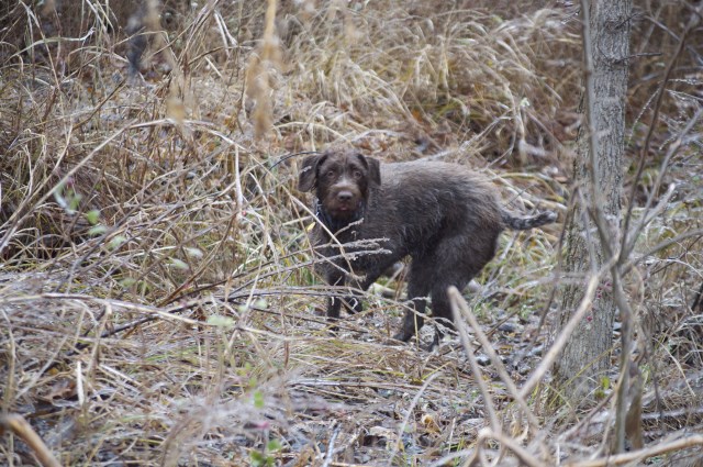 Wirehaired Pointing Griffon puppy for sale + 53925