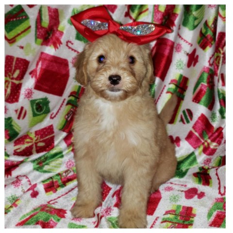 Maltipoo puppy for sale + 59527