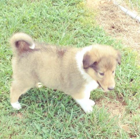 Collie puppy for sale + 53480
