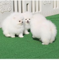 Adorable Pomeranian Pups Pomeranian for sale/adoption