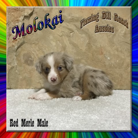 Molokai - Toy Red Merle Male Aussie Puppy