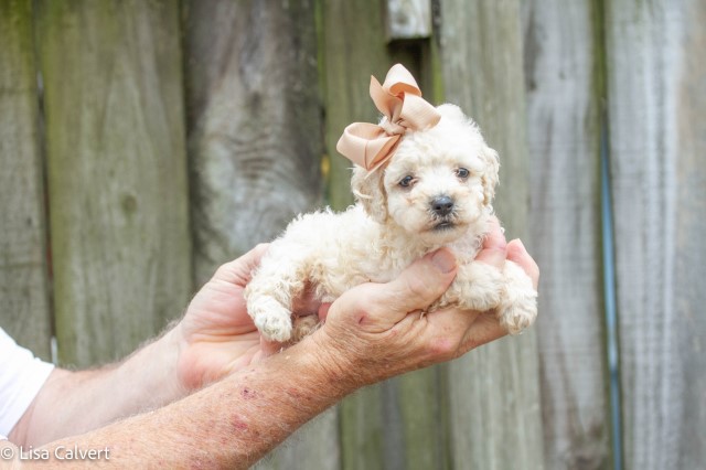 Toy breed puppies Maltapoos ,Yorkshire Terriers ,Poodles
