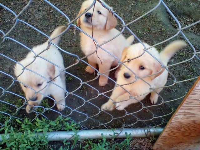 Golden Retriever puppy for sale + 67203