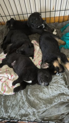 German Shepherd Dog puppy for sale + 67202
