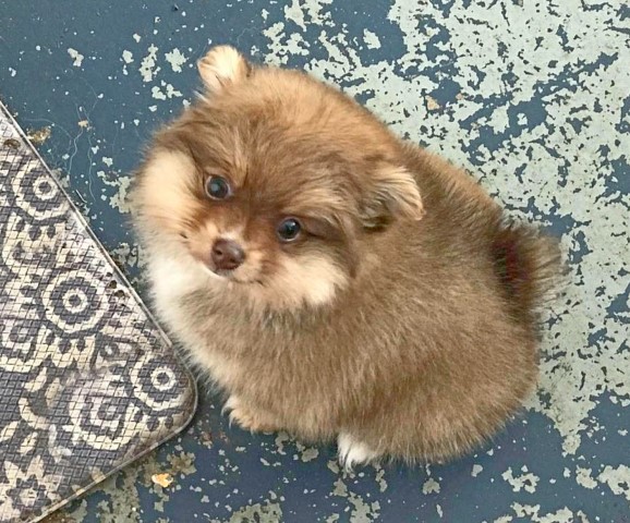 Pomeranian puppy for sale + 64998