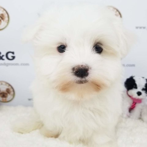 Maltese puppy for sale + 53615