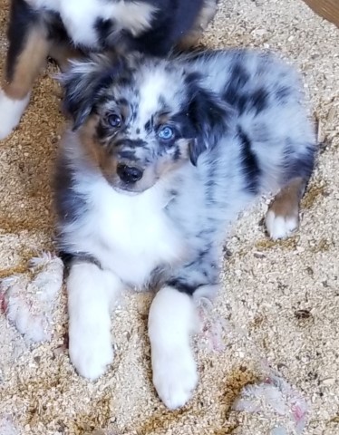 Stunning Mini Australian Shepherd Puppies! Vet Ck, Shots, Socialized!