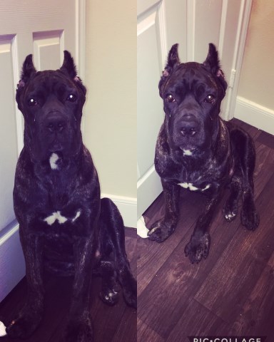 Cane Corso puppy for sale + 53700