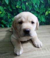 Visit in person Health Tested on mother and father of litters Labrador Retriever for sale/adoption