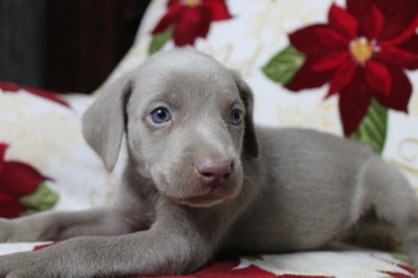 Weimaraner puppy for sale + 48147