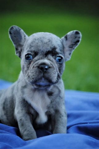 Mer French Bulldog