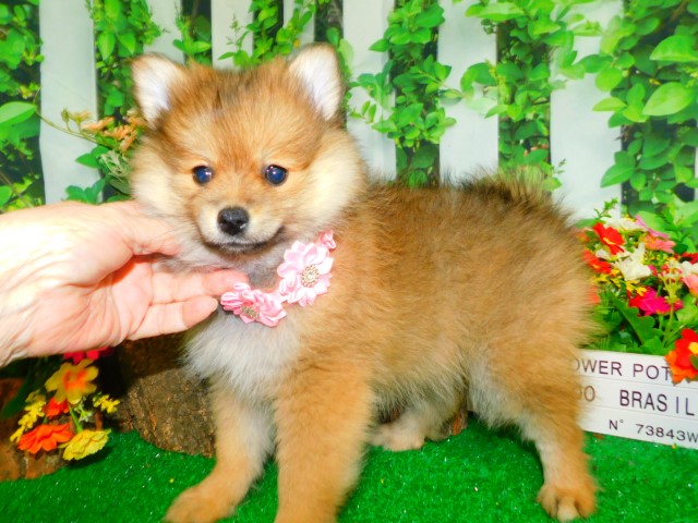Chicago Pomeranian Babies.Super Cute!!!