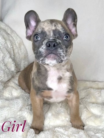 French Bulldog Puppies Frenchie