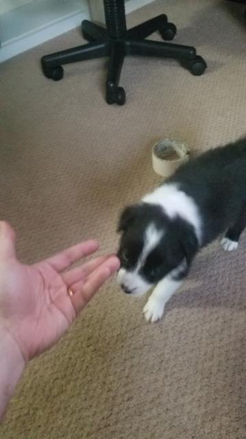 Male Border Collie Puppy (Casper )