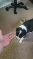 Male Border Collie Puppy (Casper ) Border Collie for sale/adoption