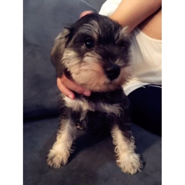 Female Puppy Miniature Schnauzer At New York