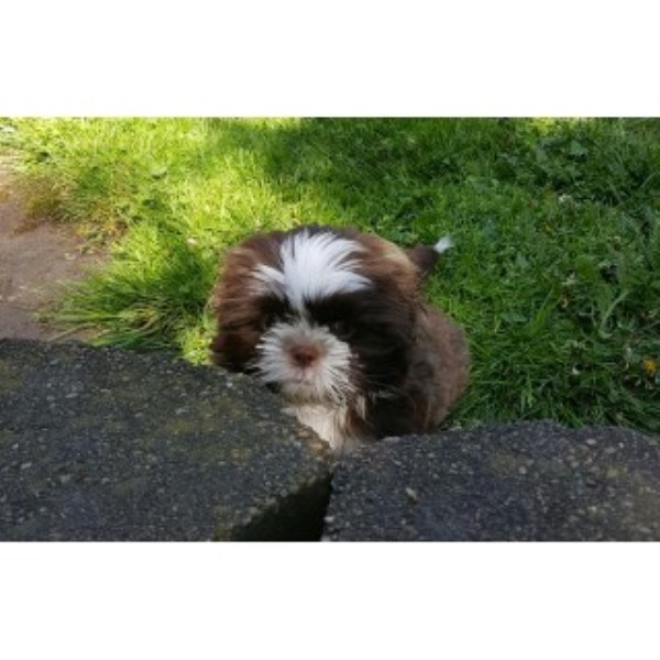 CKC Registered Chocolate Male Shih Tzu