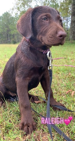 AKC Labrador Retriever