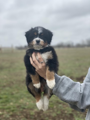 Australian Shepherd Dog puppy for sale + 61517