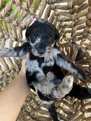 Goldendoodle Puppies