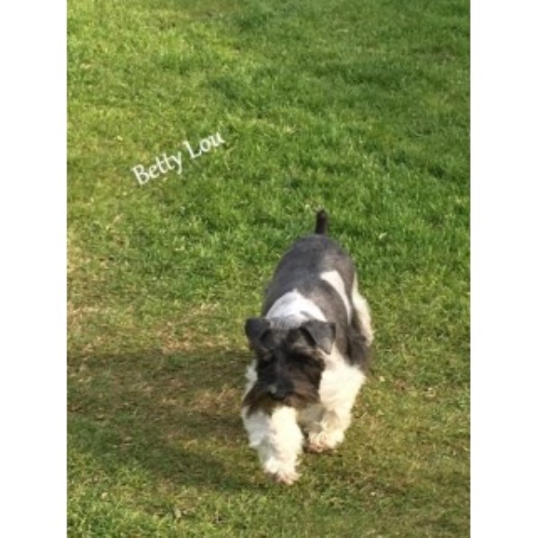 AKC Miniature Schnauzer Adult - Betty Lou