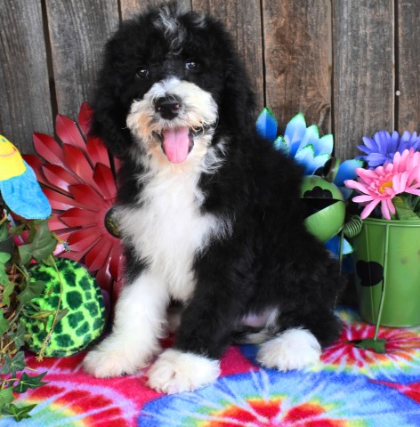 Old English Sheepdog puppy for sale + 62146
