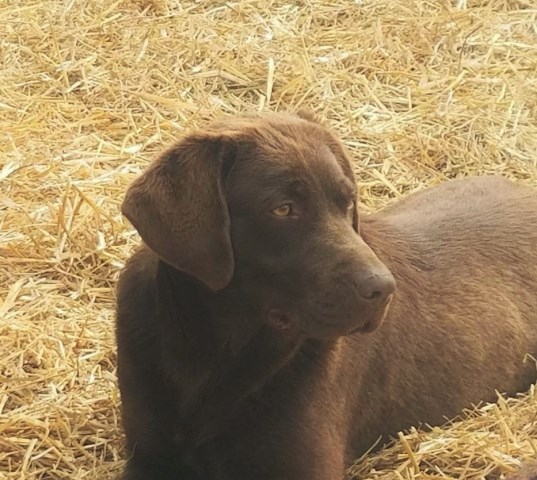 Labrador Retriever puppy for sale + 53442