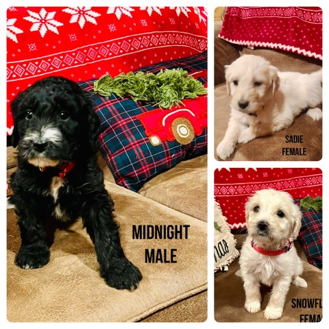 Pyredoodle puppies