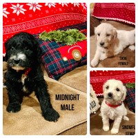 Pyredoodle puppies Goldendoodle for sale/adoption