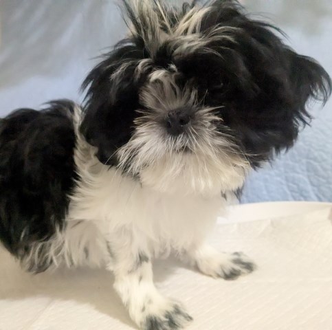 imperial Shih Tzu Puppies