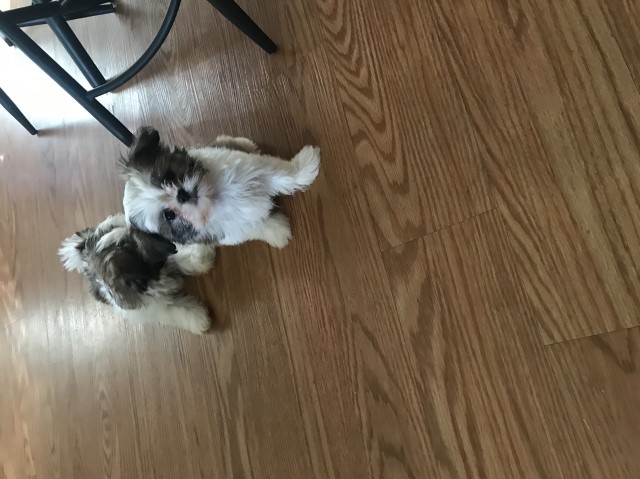 Shih Tzu puppy for sale + 64454