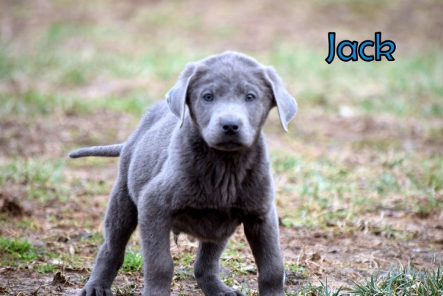 Labrador Retriever puppy for sale + 51935