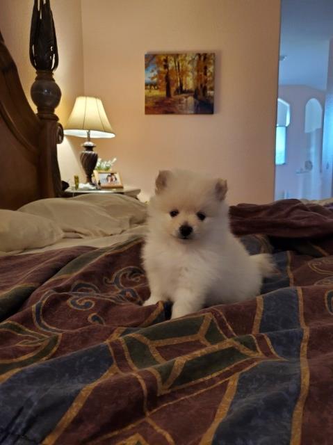 Cute White Pomeranian Puppy