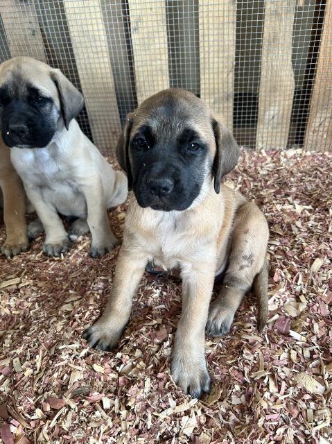 Mastiff puppy for sale + 65195