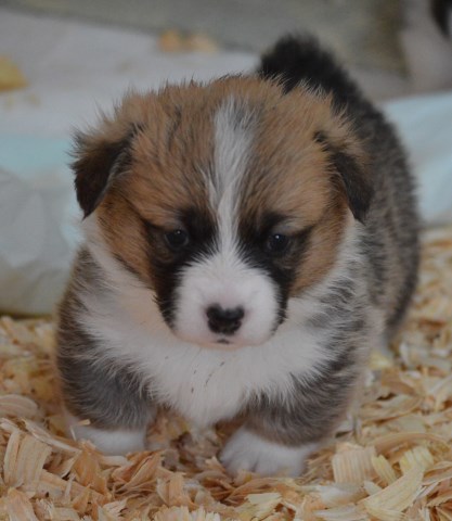 Pembroke Welsh Corgi puppy for sale + 59560