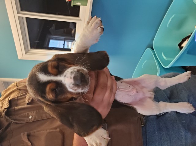 Ckc basset puppies