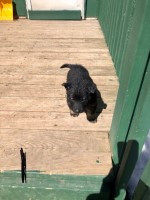 parents are fully AKC registered and passed AKC standards with good grades German Shepherd Dog for sale/adoption