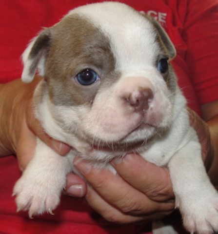 Boston Terrier puppy for sale + 64250