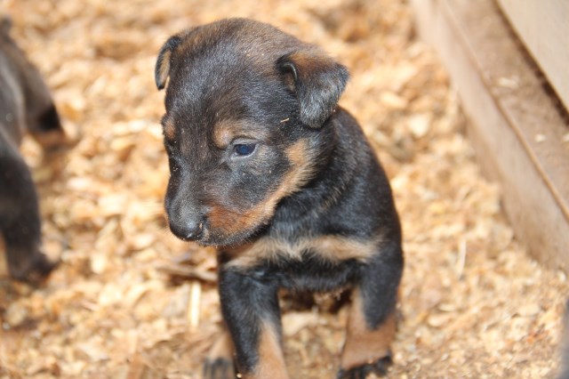 German Shepherd Dog puppy for sale + 54189
