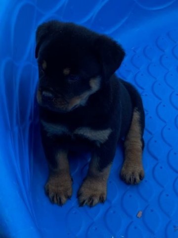 AKC Registered Rottweiler Puppies Available Now
