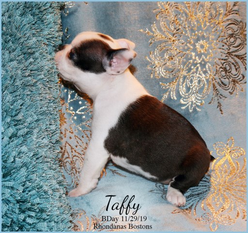 Boston Terrier puppy for sale + 59703