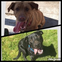 Female Black Lab Puppies-Health Tested Parents Labrador Retriever for sale/adoption